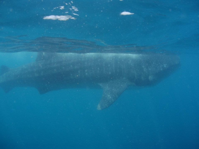 Avistamiento de cetáceos
